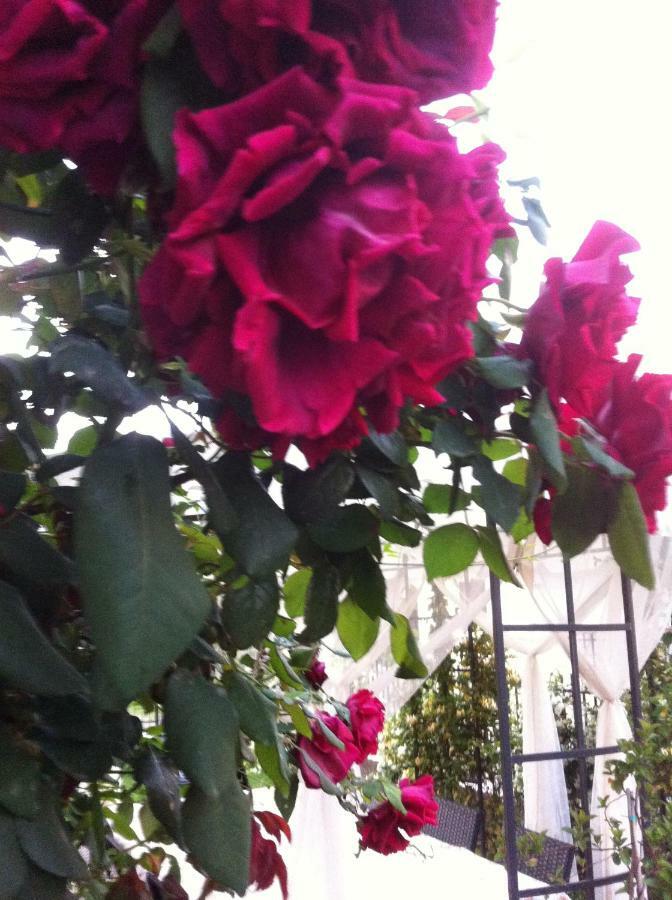 Villa Dei Cedri 스칼레아 외부 사진